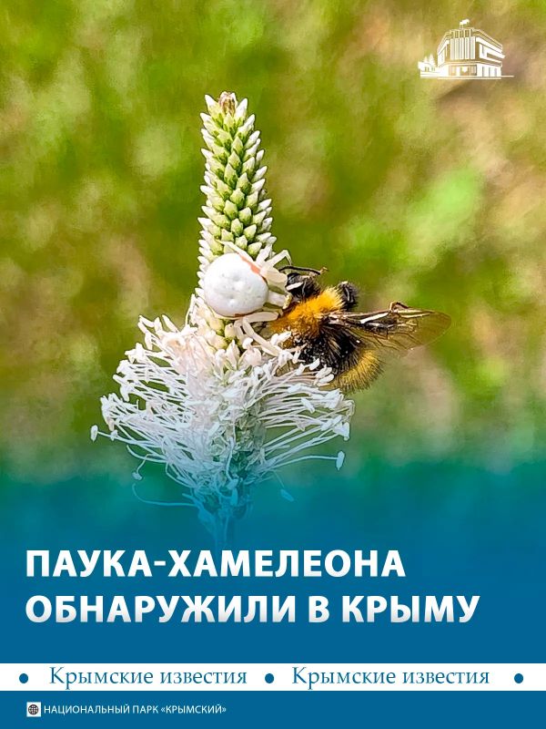 Паука-хамелеона заметили в Крыму – он охотится без паутины и может менять свой цвет