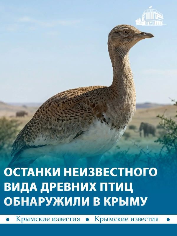 Кости древних дрофиных птиц обнаружили в пещере «Таврида»