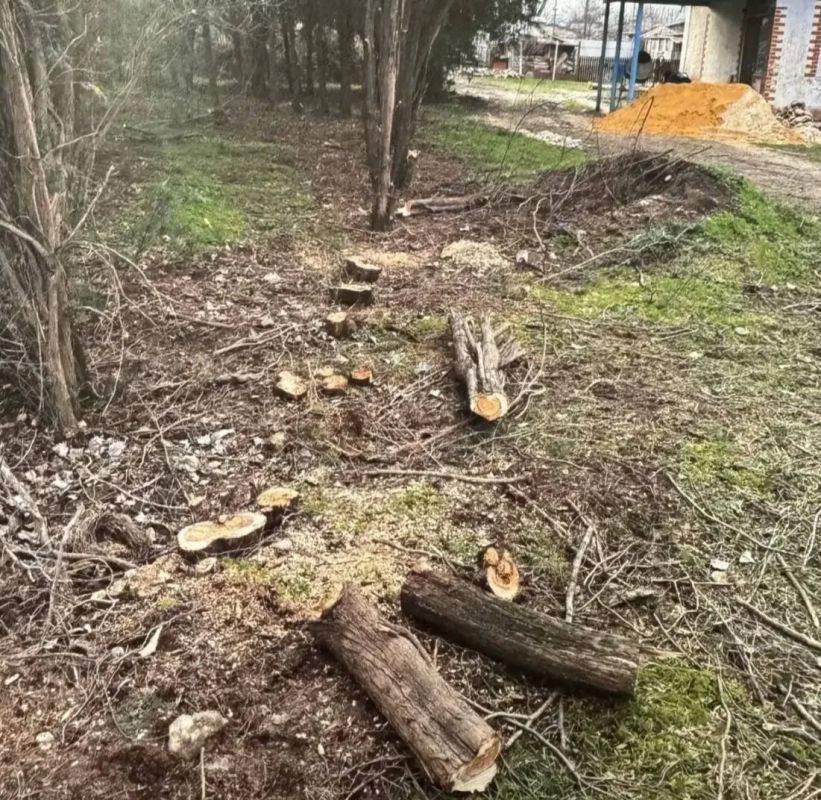 Жителя Советского района осудили за незаконную вырубку деревьев в селе Заветное