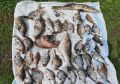 В Пензе транспортными полицейскими окончено расследование уголовных дел о браконьерстве в отношении троих рыбаков