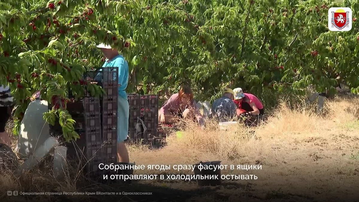 В крымских садах начался массовый сбор черешни