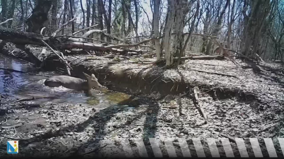 В фотоловушку Севприроднадзора попали олени
