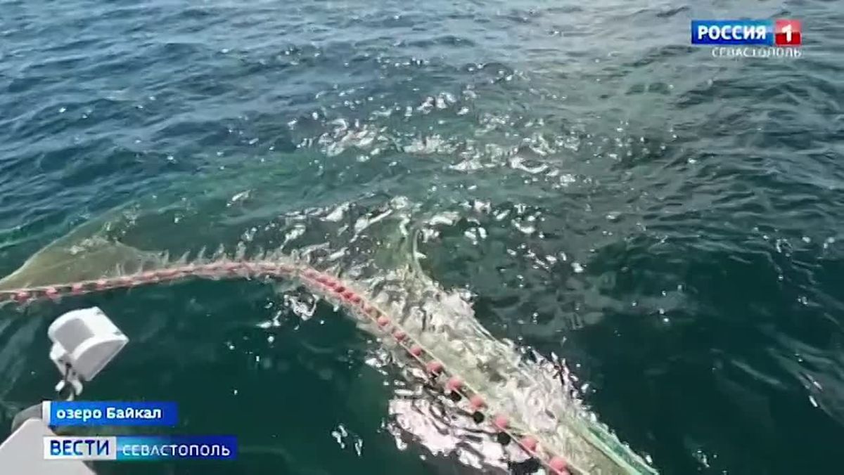 Научный сотрудник института биологии южных морей Татьяна Помогаева вернулась из экспедиции