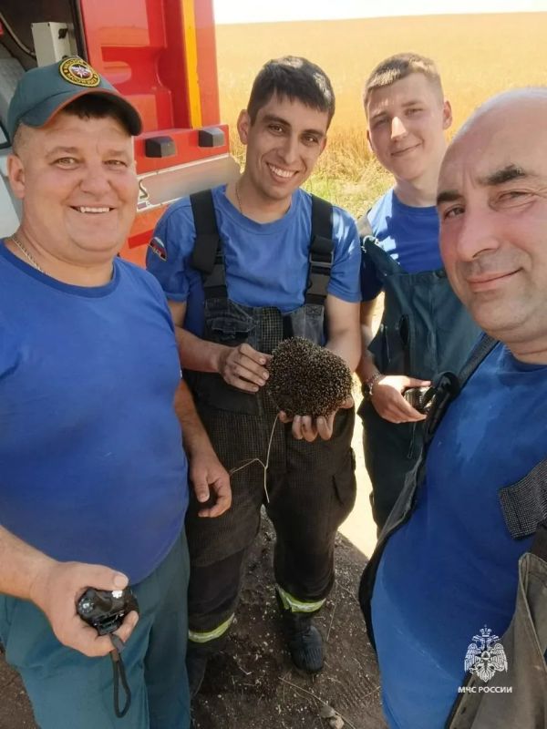 Ежа из горящей травы спасли пожарные в Симферопольском районе