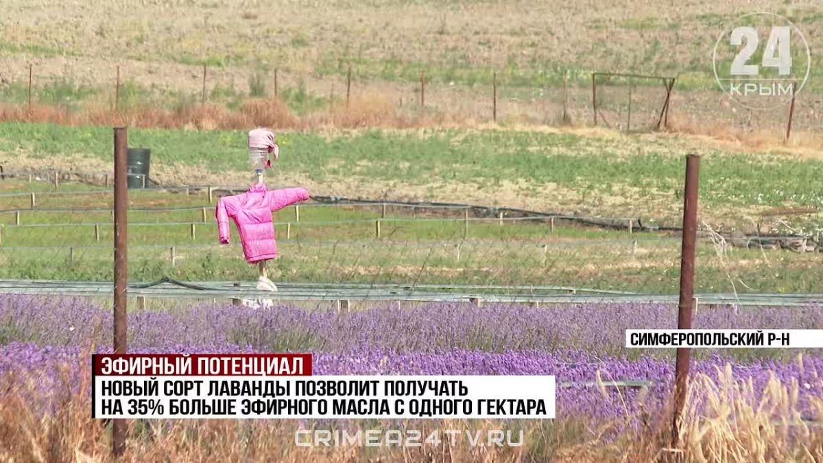 Сорт лаванды, который может стать лидером по урожайности, выводят в Крыму