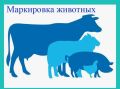 С 1 марта 2024 года в России действует Федеральный закон № 221-ФЗ, который делает маркировку и учёт сельскохозяйственных животных обязательными для всех категорий хозяйств — от крупных животноводческих комплексов до личных...