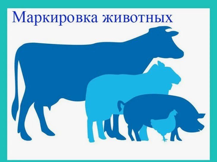С 1 марта 2024 года в России действует Федеральный закон № 221-ФЗ, который делает маркировку и учёт сельскохозяйственных животных обязательными для всех категорий хозяйств — от крупных животноводческих комплексов до личных...
