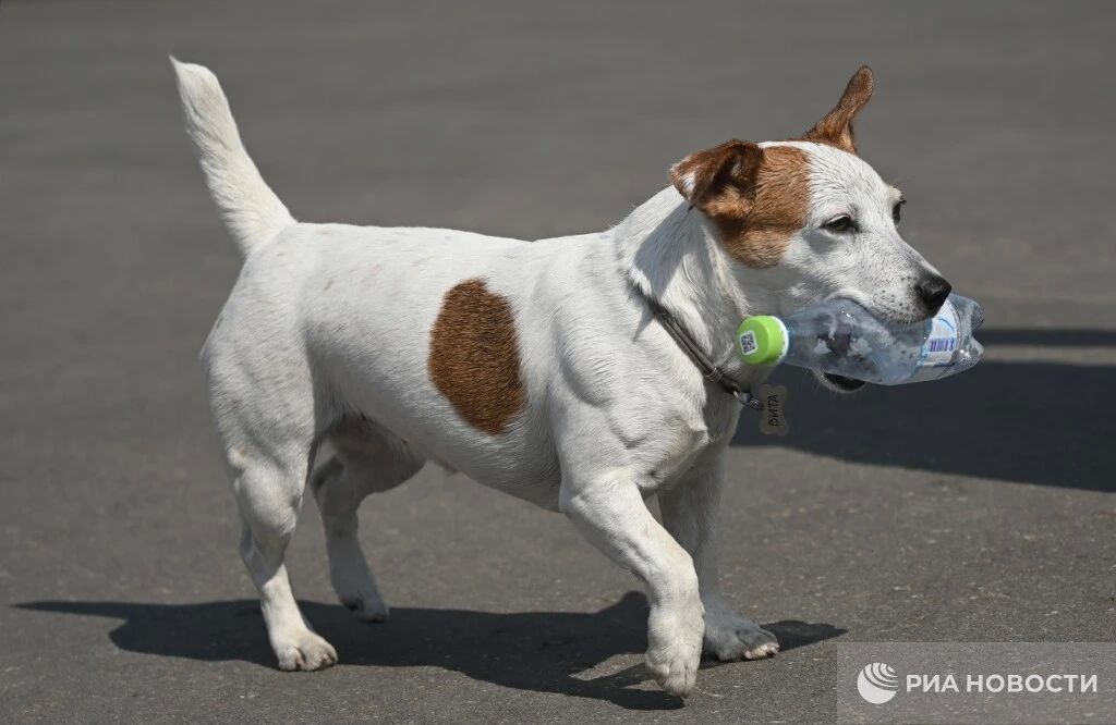 Как защитить собаку от перегрева во время летних прогулок?