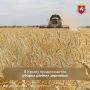 В Крыму продолжается уборочная кампания ранних зерновых и зернобобовых культур