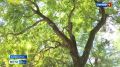 С начала года из-за укусов клещей в больницы Крыма обратилось порядка полутора тысяч человек