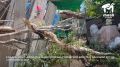 Упавший тополь чуть не убил слабослышащего ялтинца, пока он принимал душ у себя дома
