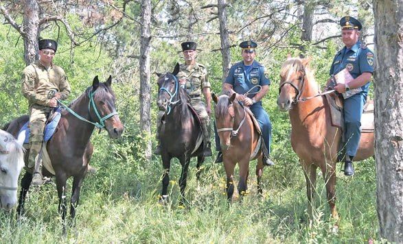 Во Всемирный день лошади, который ежегодно отмечается 11 июля, мы решили выяснить, как кони помогают в сохранении лесов от пожаров и насколько дорого завести питомца в подковах