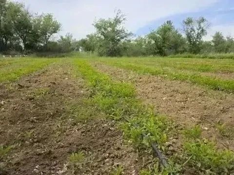 Крымское лесоохотничье хозяйство - главные цифры за первое полугодие 2026 года Крымское лесоохотничье хозяйство - главные цифры за первое полугодие 2026 года