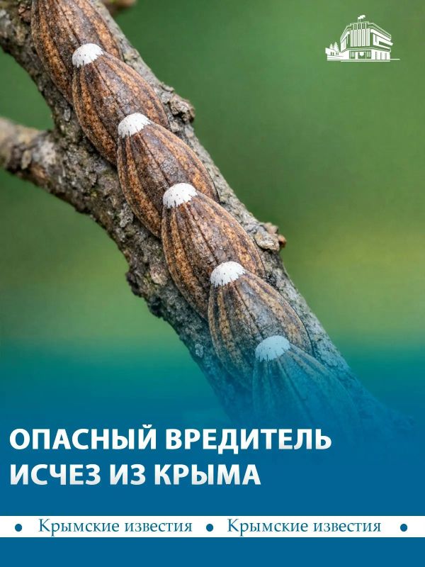 Опасный вредитель полностью исчез из Крыма