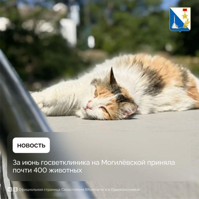 Почти 400 животных приняла госветклиника на улице Могилёвской за июнь