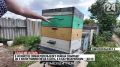 Сладкий янтарь: крымские пчеловоды приступили к сбору мёда