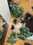 Житель Судака 5 лет проведет в колонии за покушение на сбыт каннабиса