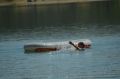На Симферопольском водохранилище прошла тренировка по спасению на воде