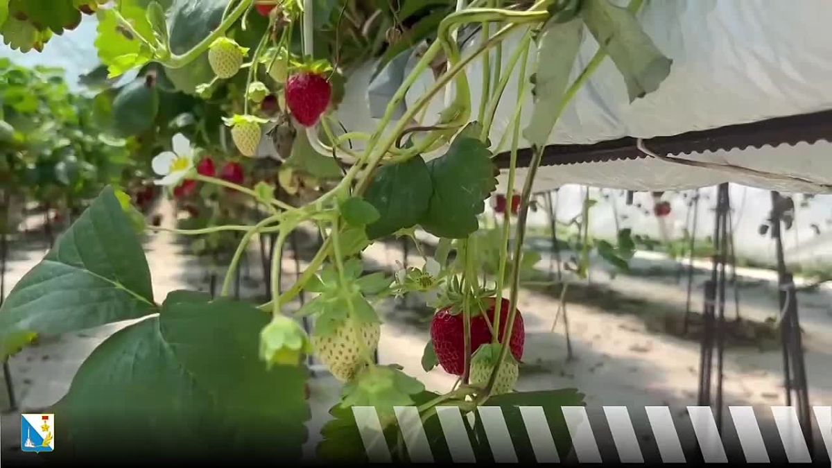 Севастопольские фермеры соберут более 130 тонн клубники