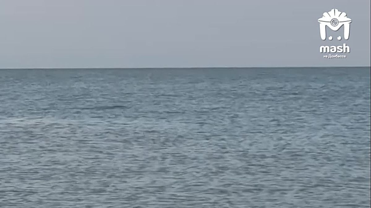 Дельфин в Азовском море? Ага
