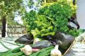 Лето – щедрая пора овощей, фруктов, ягод и зелени