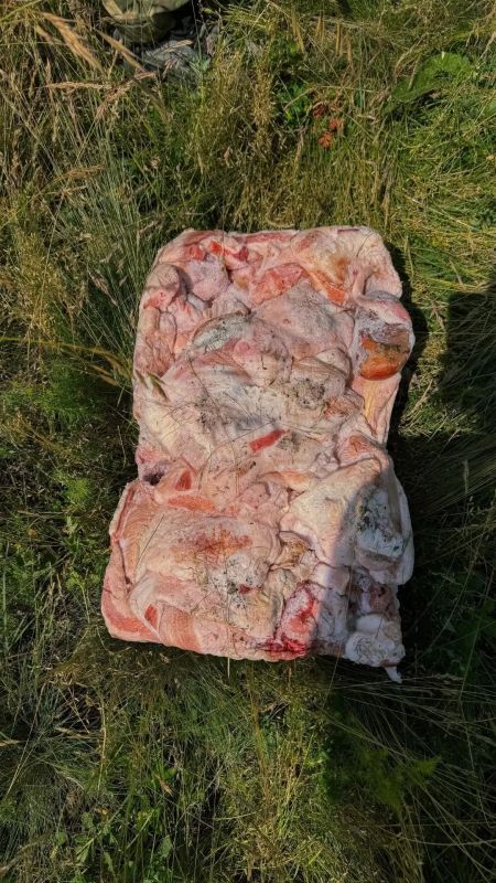 На г. Чатыр- Даг прошла подкормка краснокнижных Чёрных грифов и Белоголовых сипов На г. Чатыр- Даг прошла подкормка краснокнижных Чёрных грифов и Белоголовых сипов