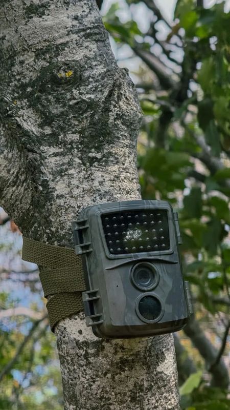 На г. Чатыр- Даг прошла подкормка краснокнижных Чёрных грифов и Белоголовых сипов На г. Чатыр- Даг прошла подкормка краснокнижных Чёрных грифов и Белоголовых сипов