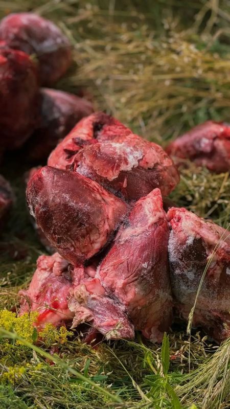 На г. Чатыр- Даг прошла подкормка краснокнижных Чёрных грифов и Белоголовых сипов На г. Чатыр- Даг прошла подкормка краснокнижных Чёрных грифов и Белоголовых сипов