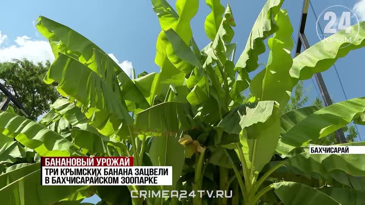 В зоопарке Бахчисарая тестируют выращивание бананов — три уже зацвели