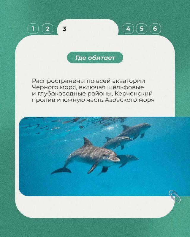 23 июля отмечался Всемирный день китов и дельфинов 23 июля отмечался Всемирный день китов и дельфинов
