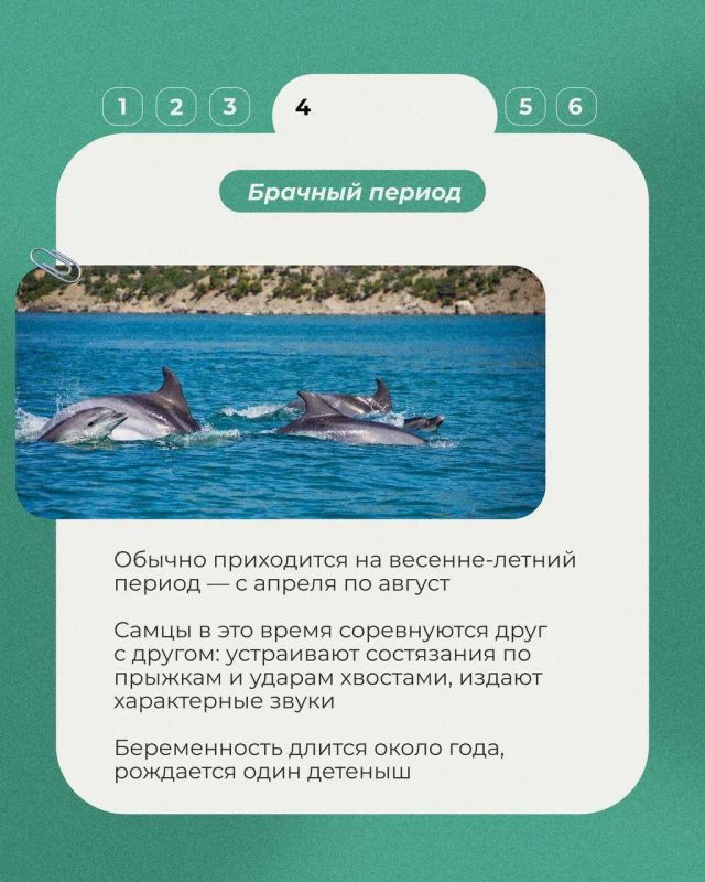 23 июля отмечался Всемирный день китов и дельфинов 23 июля отмечался Всемирный день китов и дельфинов