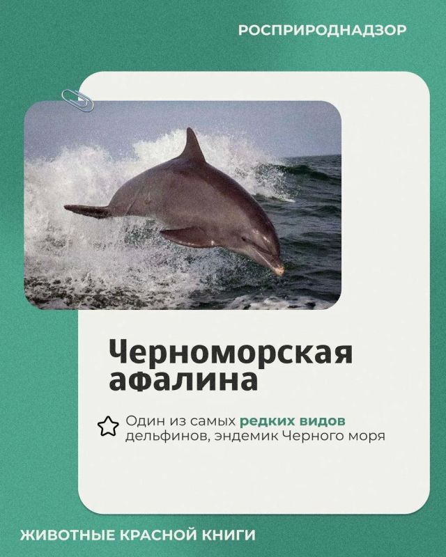 23 июля отмечался Всемирный день китов и дельфинов