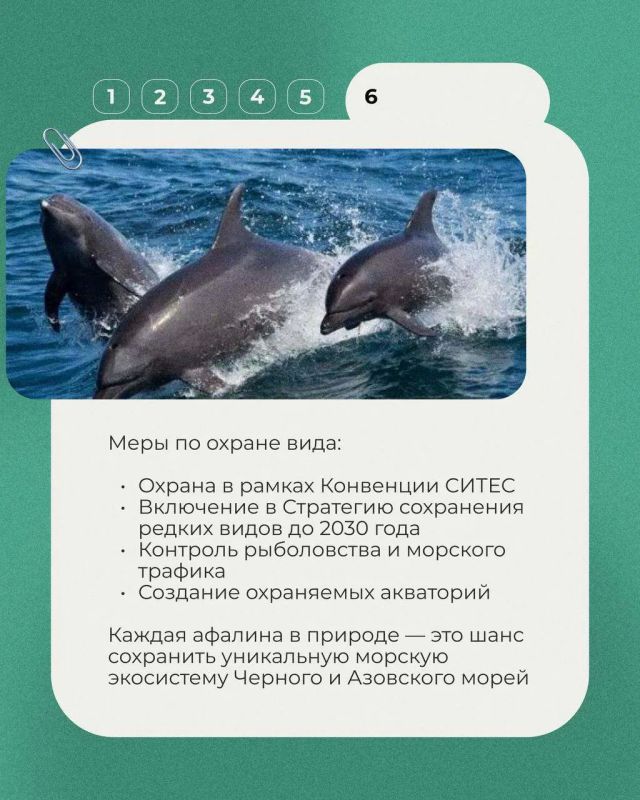 23 июля отмечался Всемирный день китов и дельфинов 23 июля отмечался Всемирный день китов и дельфинов