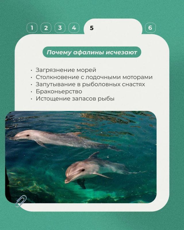 23 июля отмечался Всемирный день китов и дельфинов 23 июля отмечался Всемирный день китов и дельфинов