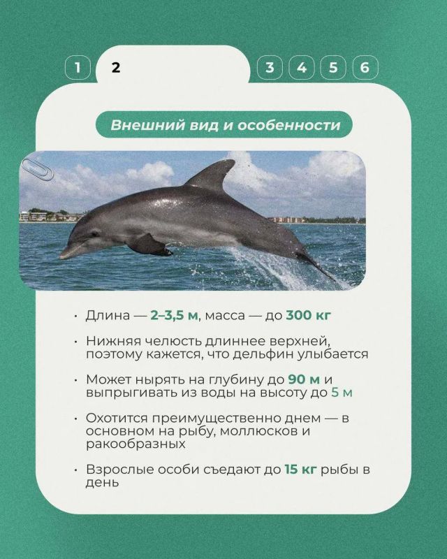 23 июля отмечался Всемирный день китов и дельфинов 23 июля отмечался Всемирный день китов и дельфинов