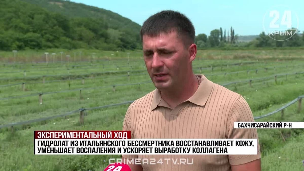 Новые сорта эфиромасличных культур для производства косметики тестируют в Крыму