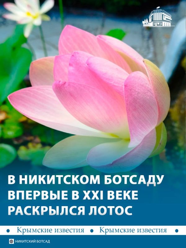 В Никитском ботаническом саду впервые с начала XXI века распустился лотос орехоносный