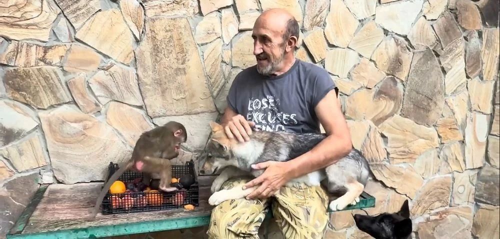 Без мяса не пропадут: спасенные в «Тайгане» волчата за обе щеки уплетают бананы и сливы Без мяса не пропадут: спасенные в «Тайгане» волчата за обе щеки уплетают бананы и сливы