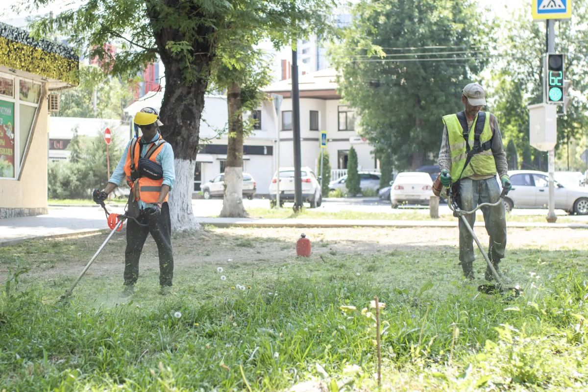 Администрация города Симферополя продолжает системную работу по борьбе с карантинным растением – амброзией полыннолистной