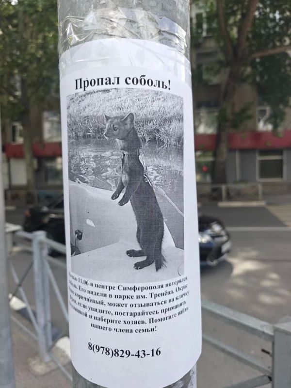 «Рано или поздно дастся в руки новому человеку»: в Симферополе хозяева два месяца ищут сбежавшего домашнего соболя «Рано или поздно дастся в руки новому человеку»: в Симферополе хозяева два месяца ищут сбежавшего домашнего соболя