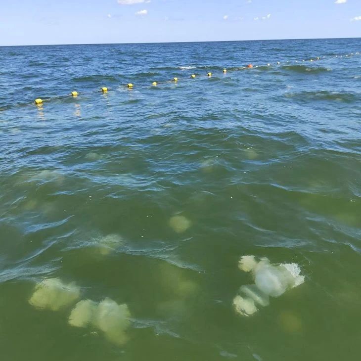 В Азовском море становится всё больше медуз