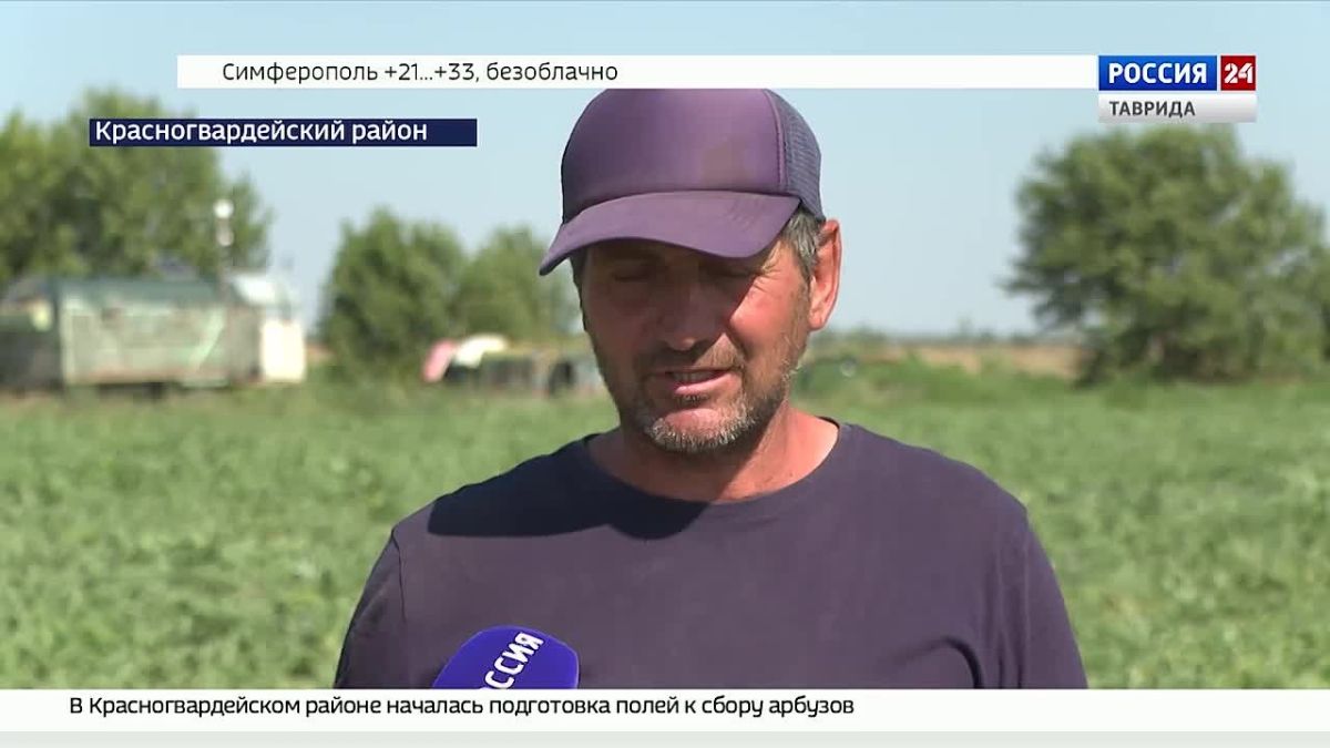 В селе Новозуевка Красногвардейского района началась подготовка полей к сбору арбузов