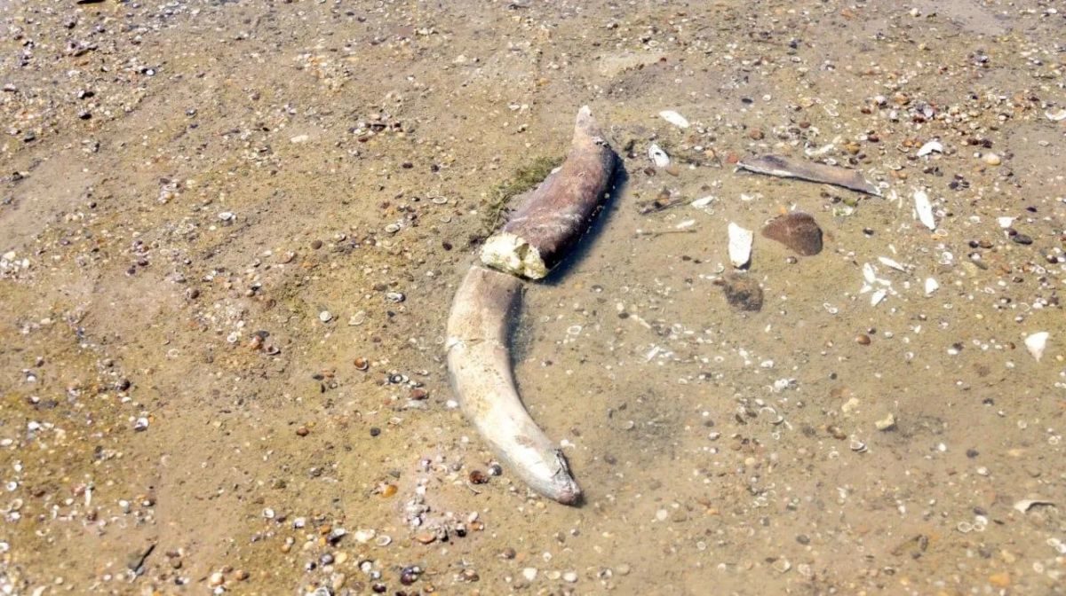 Аномальная жара в Европе высушила Дунай и обнажила затонувшие корабли времён Второй мировой войны и артефакты времен Римской империи Аномальная жара в Европе высушила Дунай и обнажила затонувшие корабли времён Второй мировой войны и артефакты времен Римской империи
