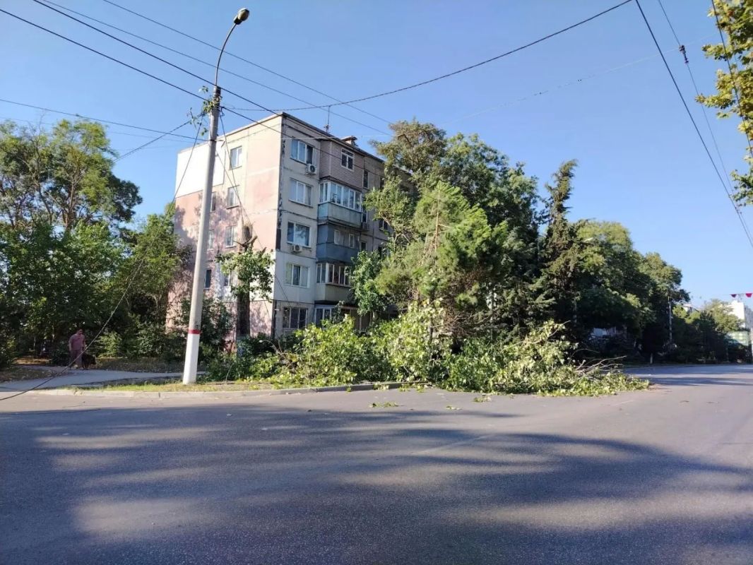 В Керчи упавший тополь повредил электропровода