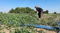 В селе Новозуевка Красногвардейского района идёт подготовка полей к новому сбору арбузов