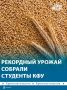 5,2 тыс тонн зерна собрали в учебноопытном хозяйстве КФУ