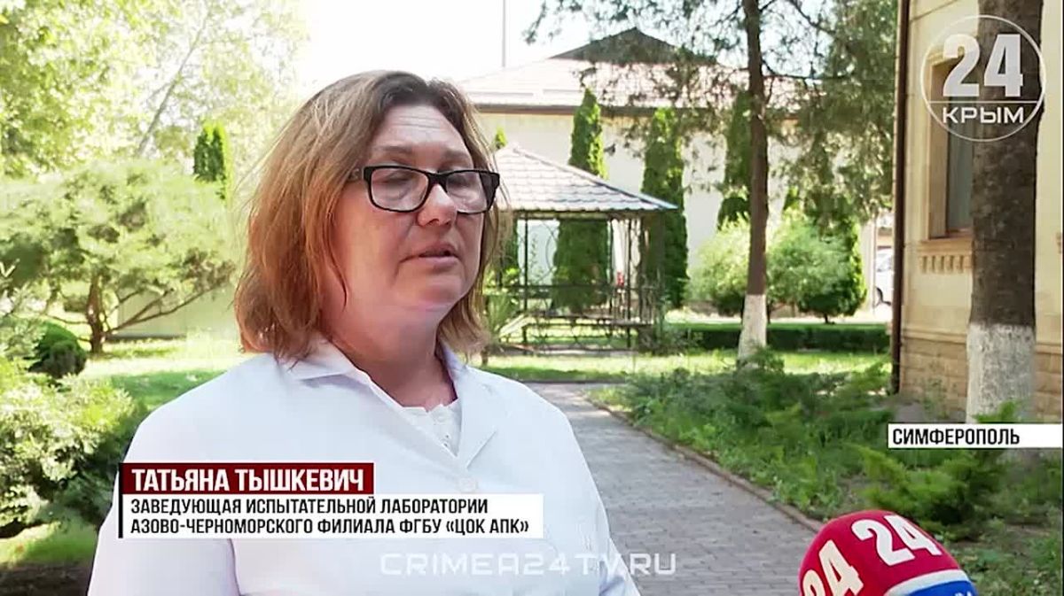 Более 500 тысяч тонн крымской пшеницы прошли государственный мониторинг