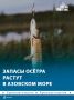 В два раза выросли запасы русского осётра в Азовском море