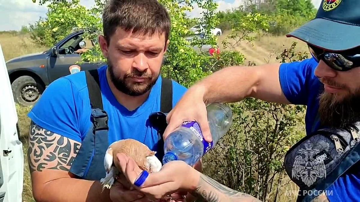 Маленькая жизнь в надежных руках