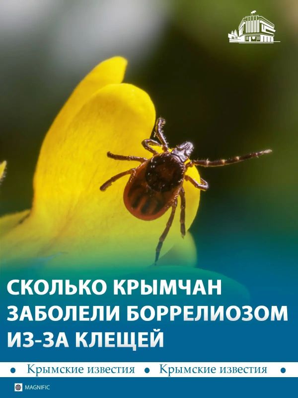 33 случая клещевого боррелиоза зафиксировали в Крыму и Севастополе с начала года